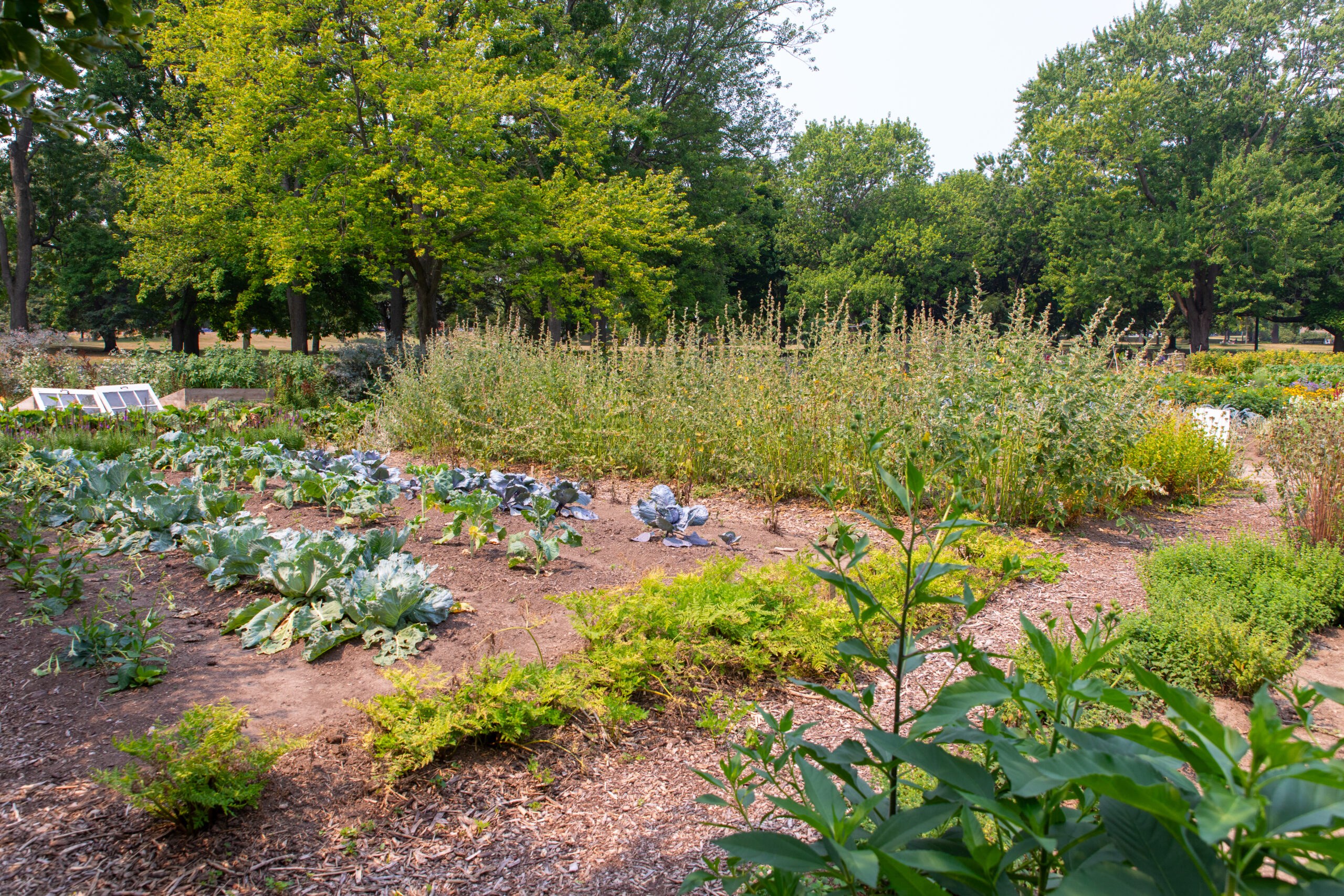 Annual Thanksgiving Herb Giveaway
