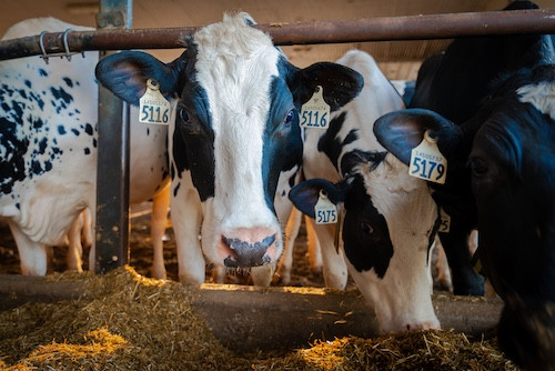 Thursday Guided Farm Tour