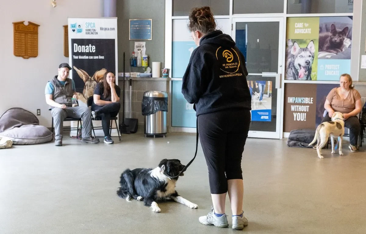 Dog Training: Level One