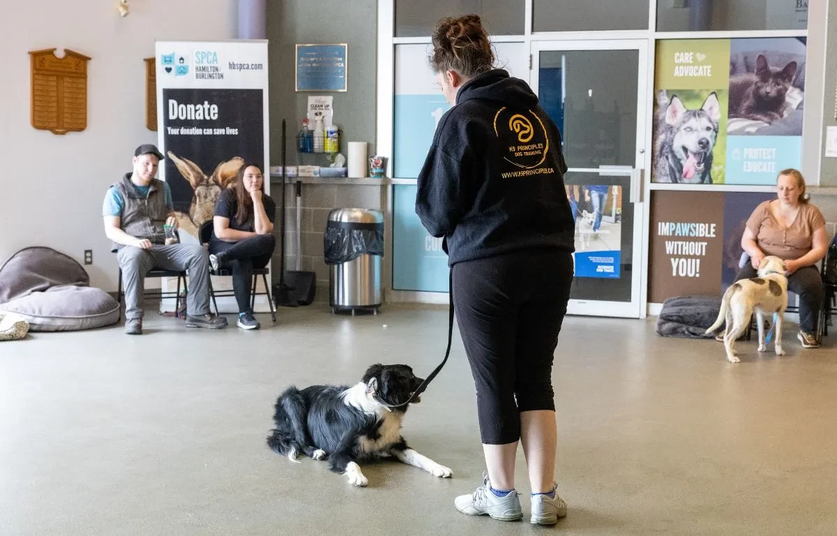 Dog Training: Level One