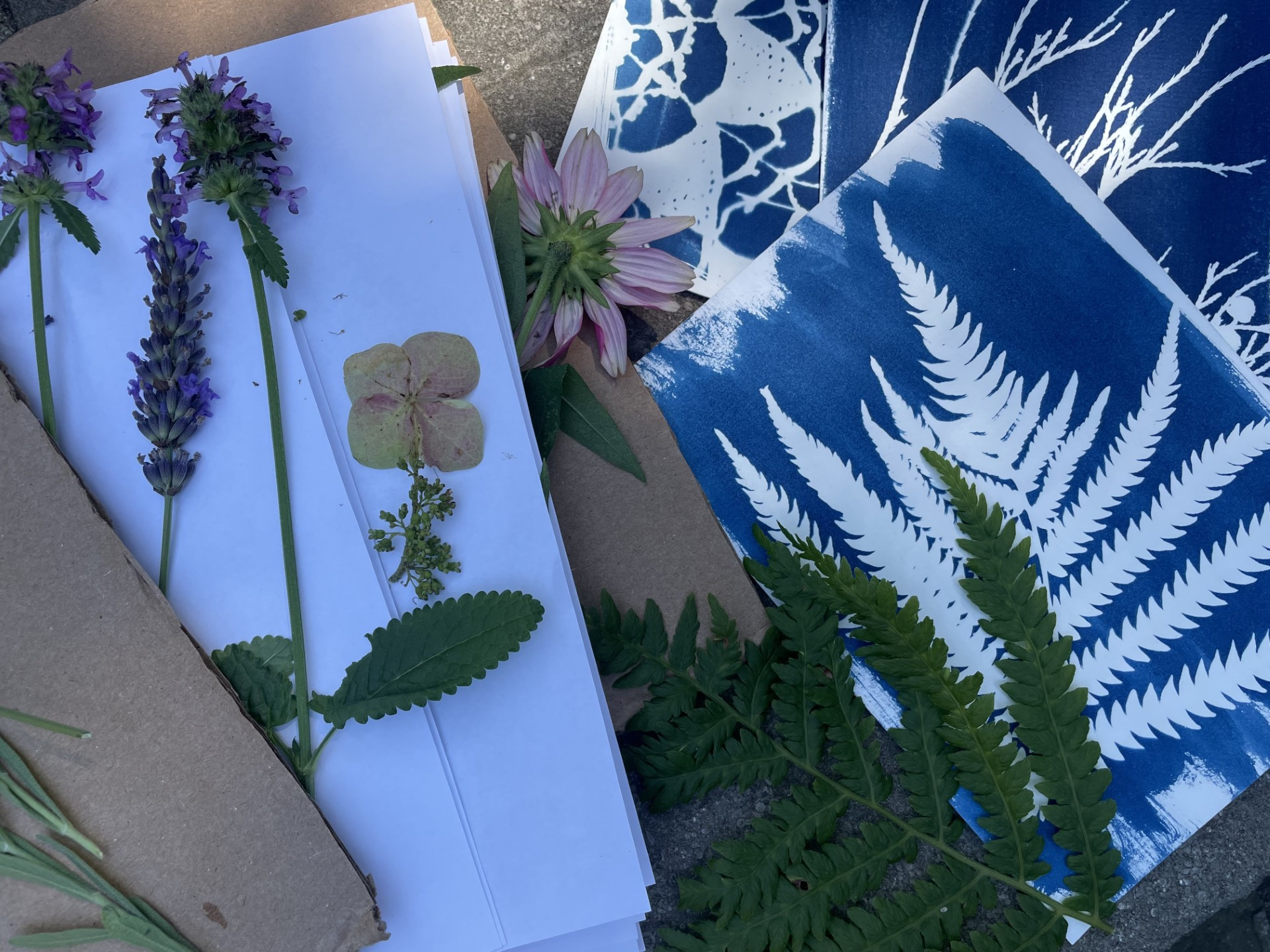 Heritage Workshop Series: The Art of Cyanotypes