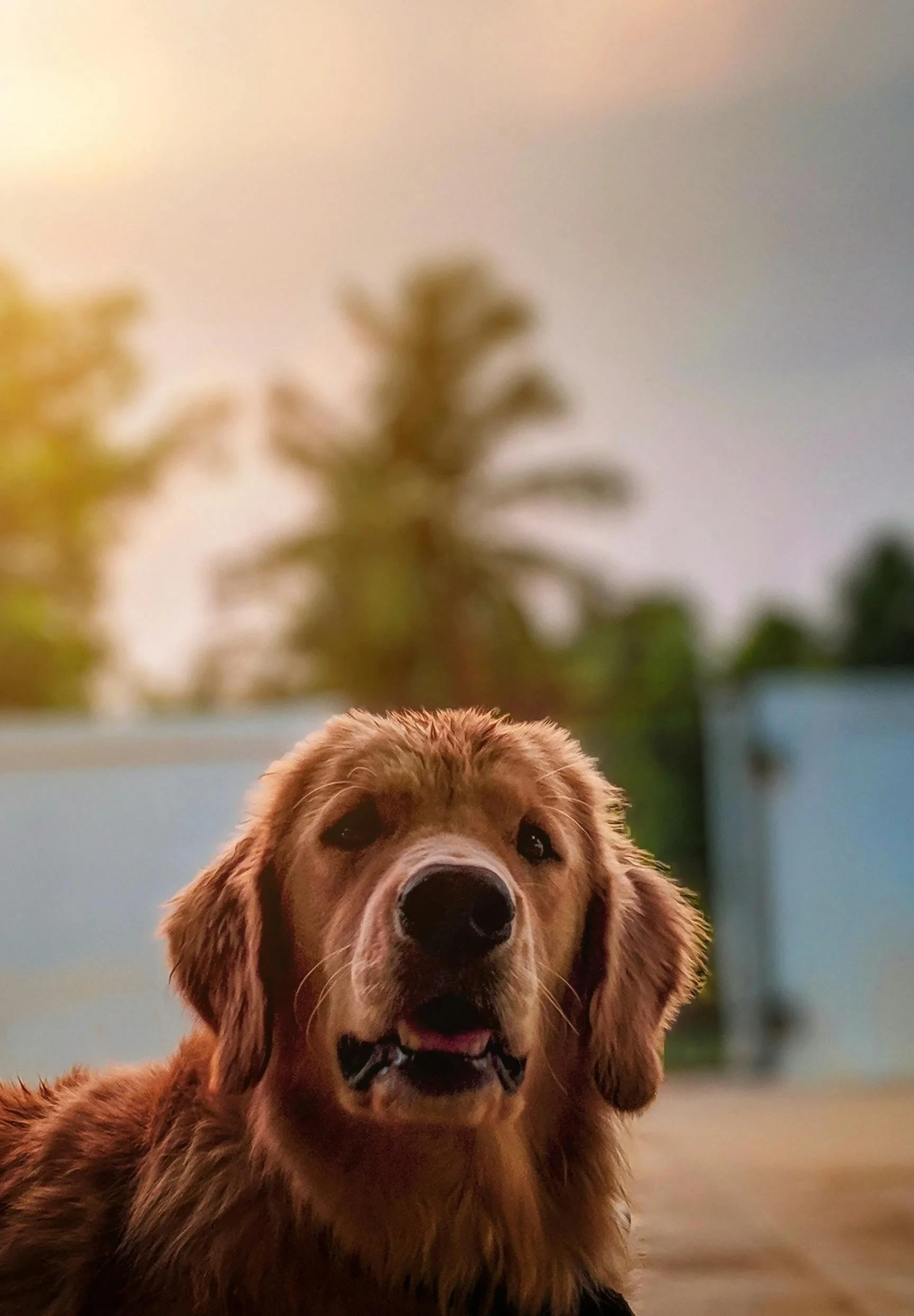 Oakville Kennel Club