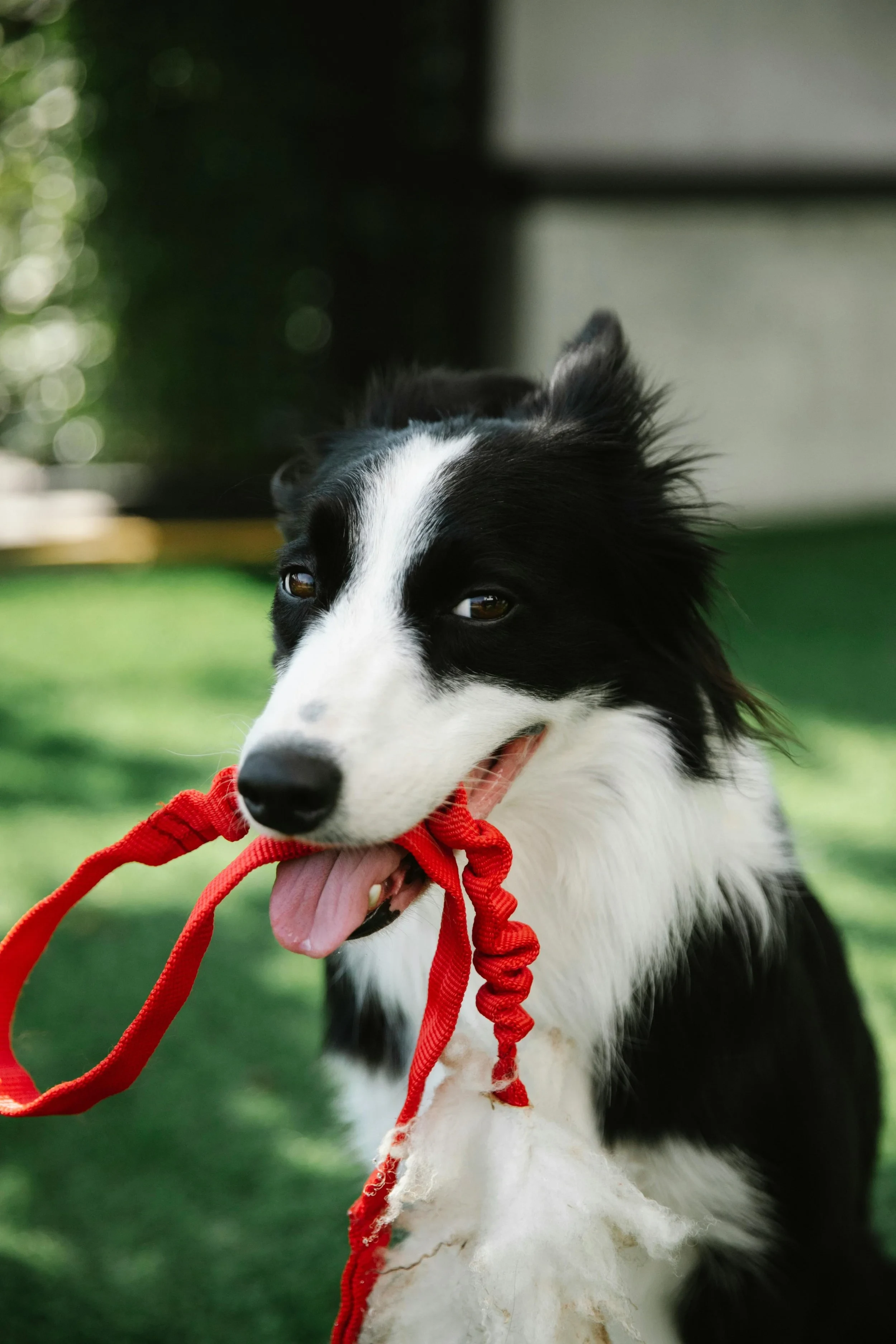 Hamilton Dog Obediance Club Trial