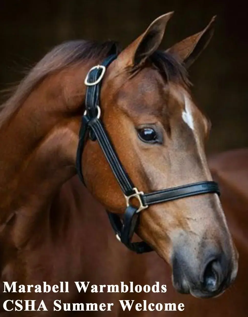 Marabel Warmbloods Summer Welcome