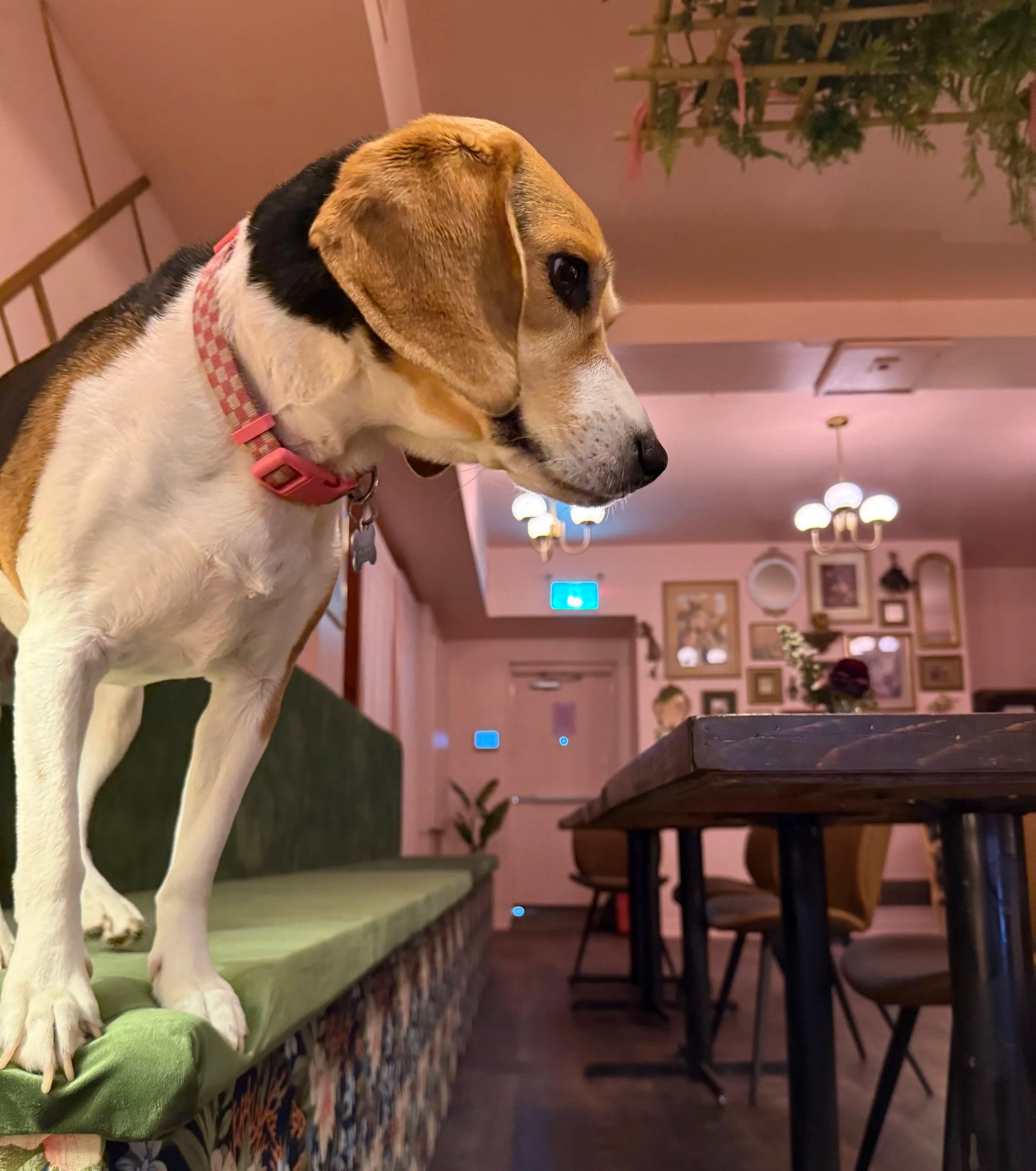 Pooches & Pours