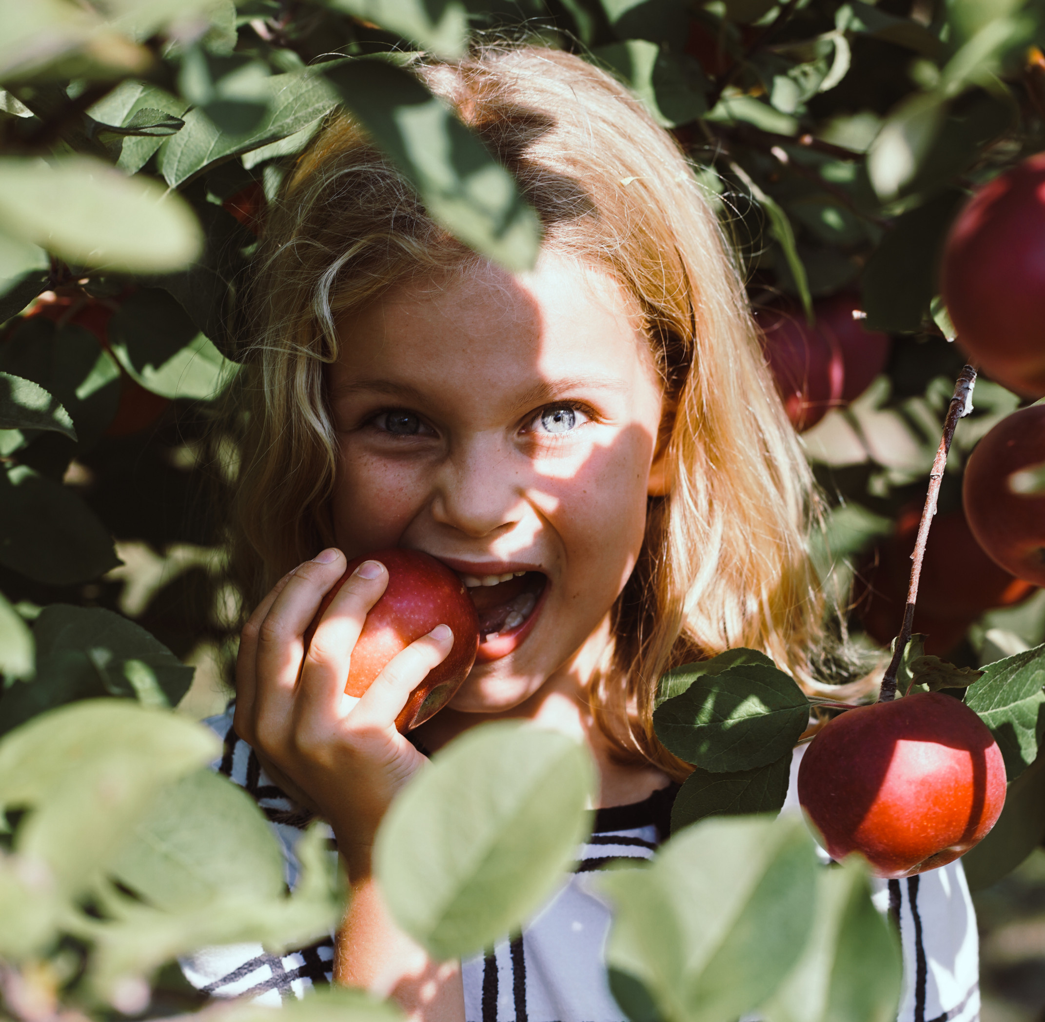 Sam's Orchard Fall Farm Admission 2026